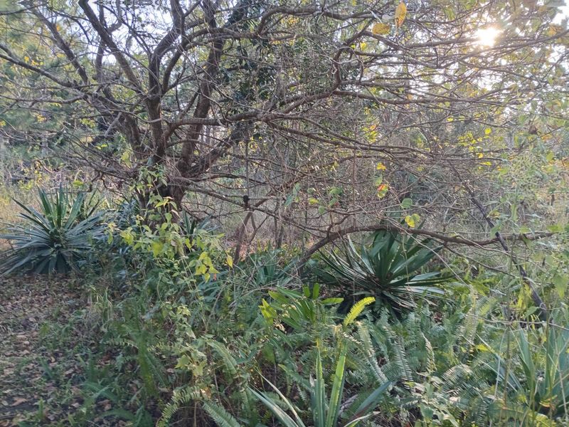 A view of the natural vegetation and mature trees on the residential vacant land plot.