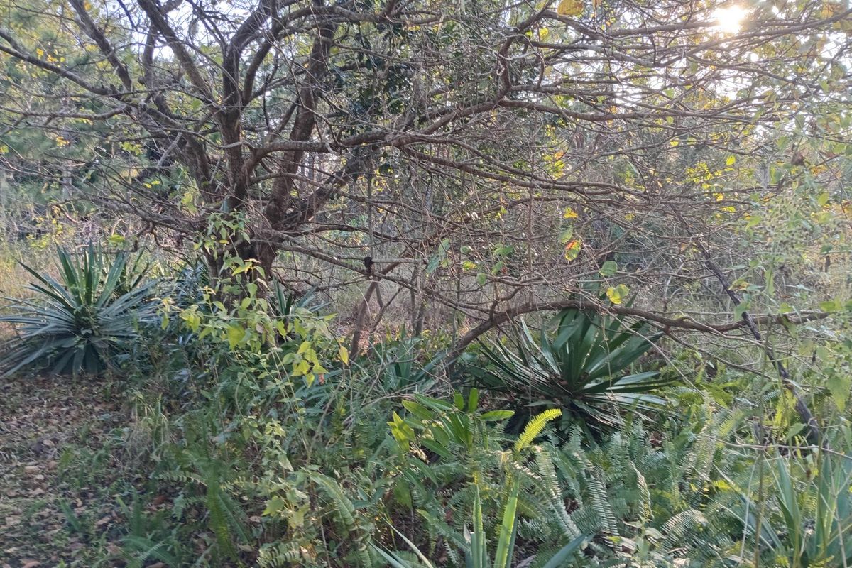 A view of the natural vegetation and mature trees on the residential vacant land plot.