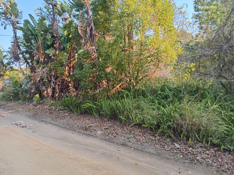A view of an unpaved road frontage bordered by dense, established native vegetation and trees on a vacant residential plot.