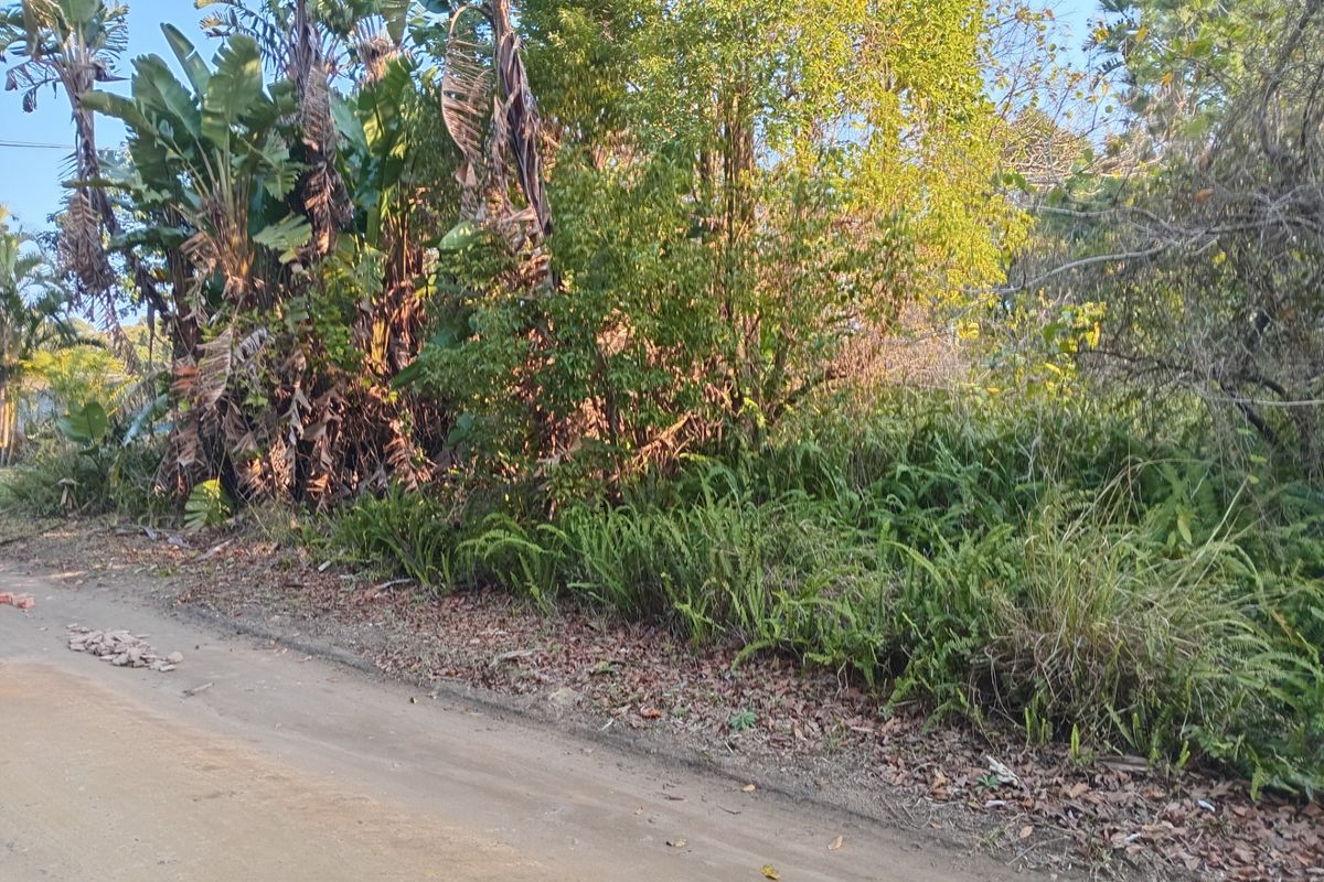 A view of an unpaved road frontage bordered by dense, established native vegetation and trees on a vacant residential plot.