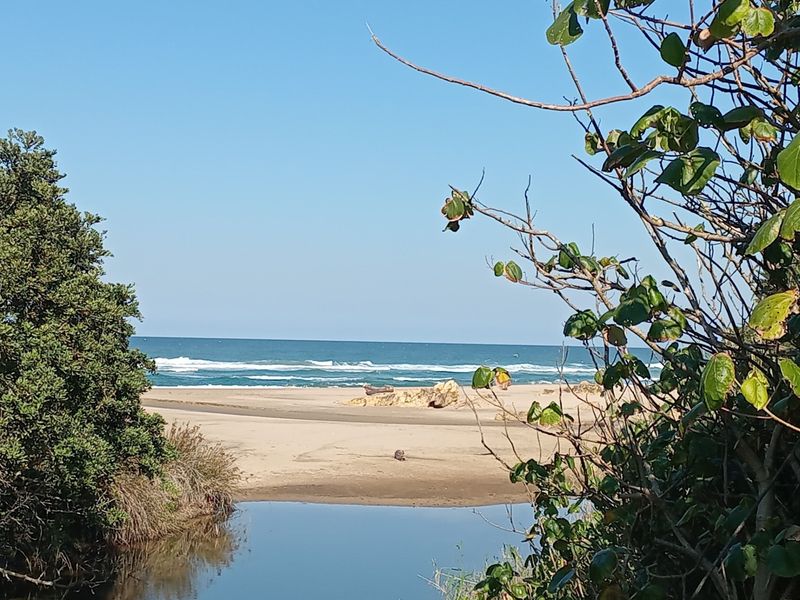 A scenic view of the beach and ocean, framed by natural coastal vegetation.
