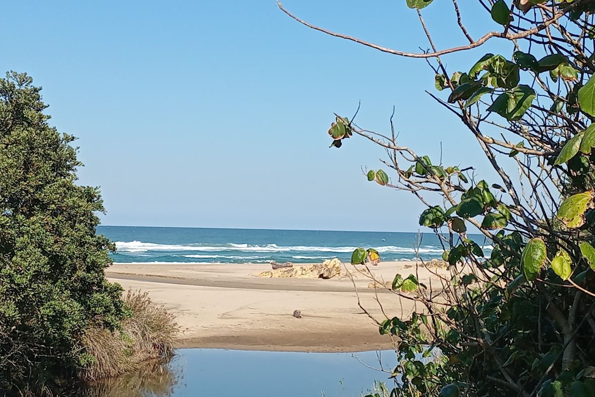 A scenic view of the beach and ocean, framed by natural coastal vegetation.