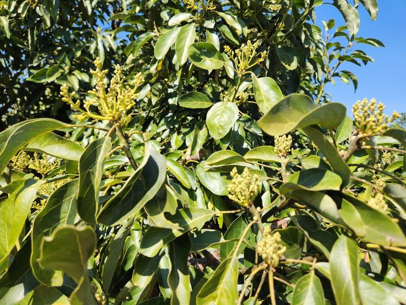 A close-up view of a healthy, flowering avocado tree within the farm garden, showcasing lush green foliage and budding fruit clusters.