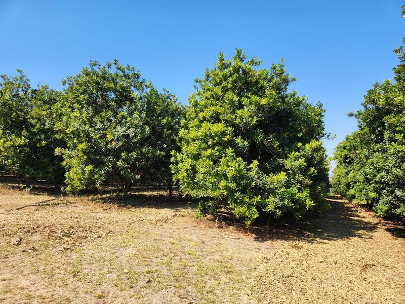 A view of a well-maintained orchard with mature trees on the farm property.