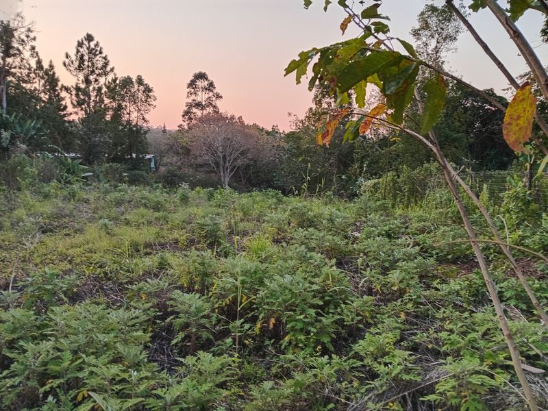 A view of a vacant residential plot featuring natural vegetation and mature trees at sunset.