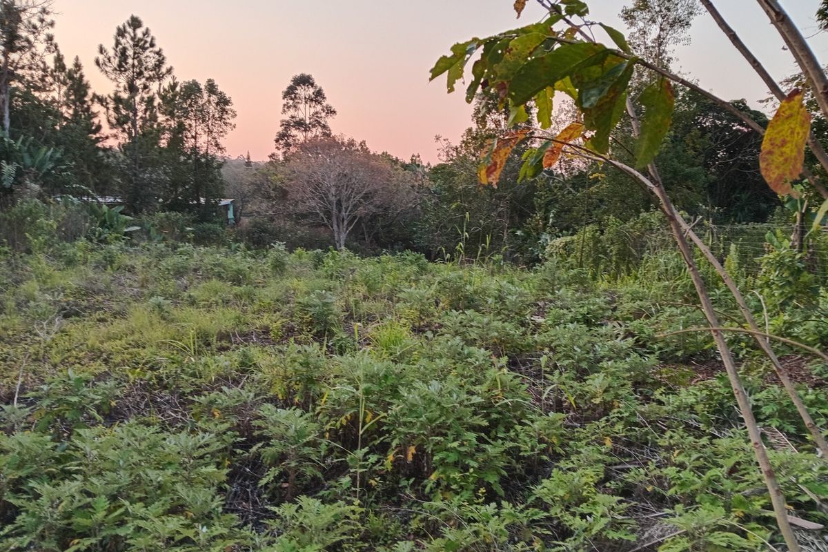 A view of a vacant residential plot featuring natural vegetation and mature trees at sunset.