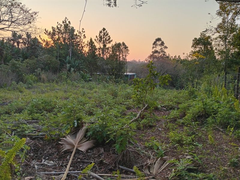 A view of a natural, undeveloped residential plot featuring mature trees, native vegetation, and perimeter wire fencing at sunset.