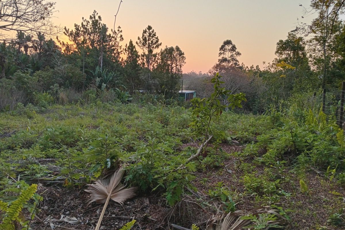 A view of a natural, undeveloped residential plot featuring mature trees, native vegetation, and perimeter wire fencing at sunset.