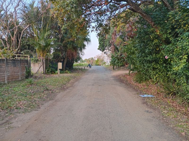 A view of an unpaved residential street lined with mature trees and established vegetation, showing the approach to the property.