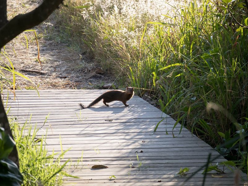 A timber boardwalk path set within a natural garden landscape, featuring lush greenery and natural lighting.