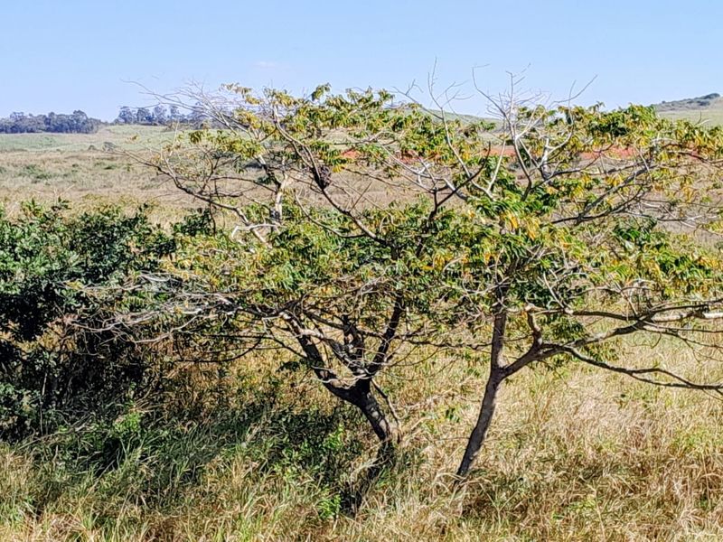 A view of the vacant residential land featuring natural vegetation and open landscape.