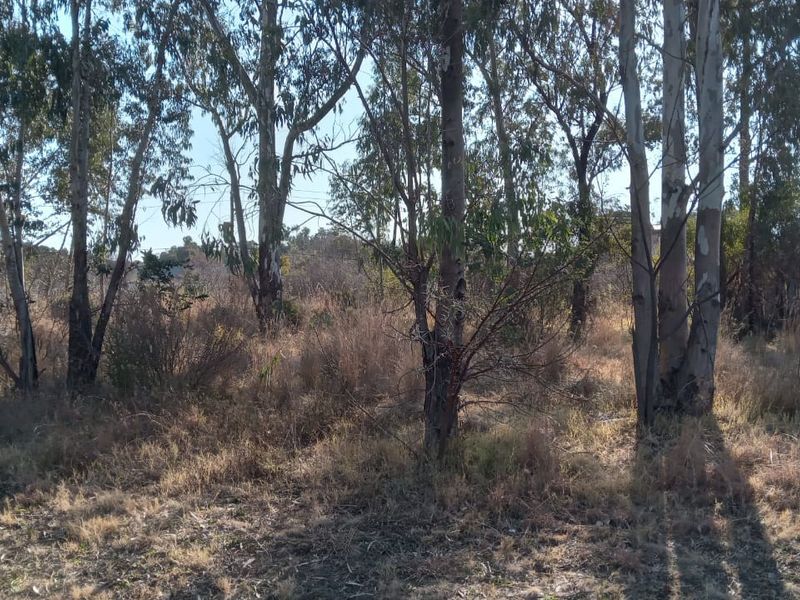 A view of the vacant residential land featuring mature trees and natural vegetation across the plot.