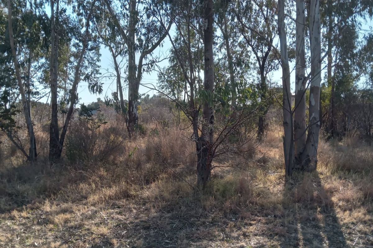 A view of the vacant residential land featuring mature trees and natural vegetation across the plot.