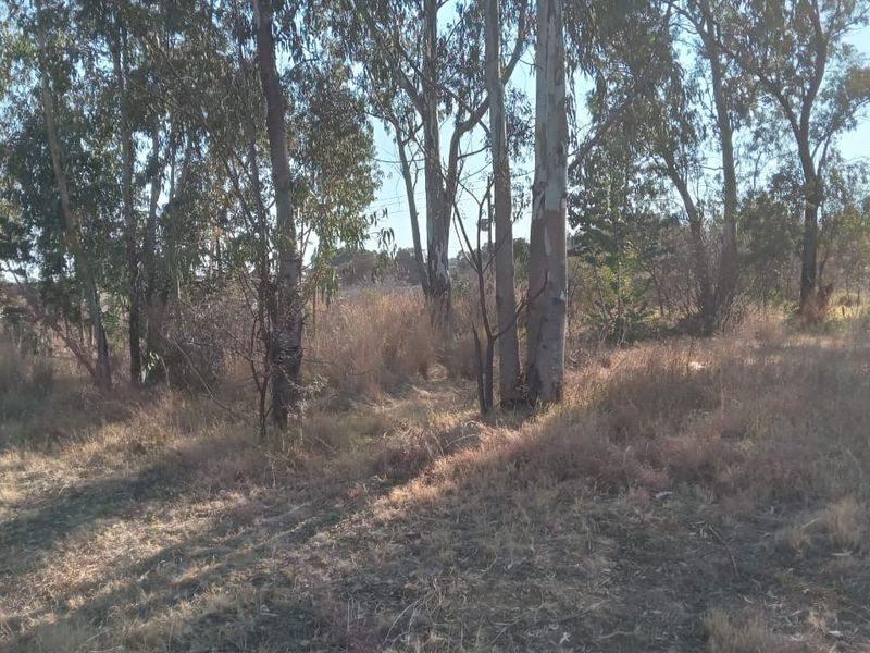 A view of the vacant residential land featuring mature trees and natural dry grass vegetation.