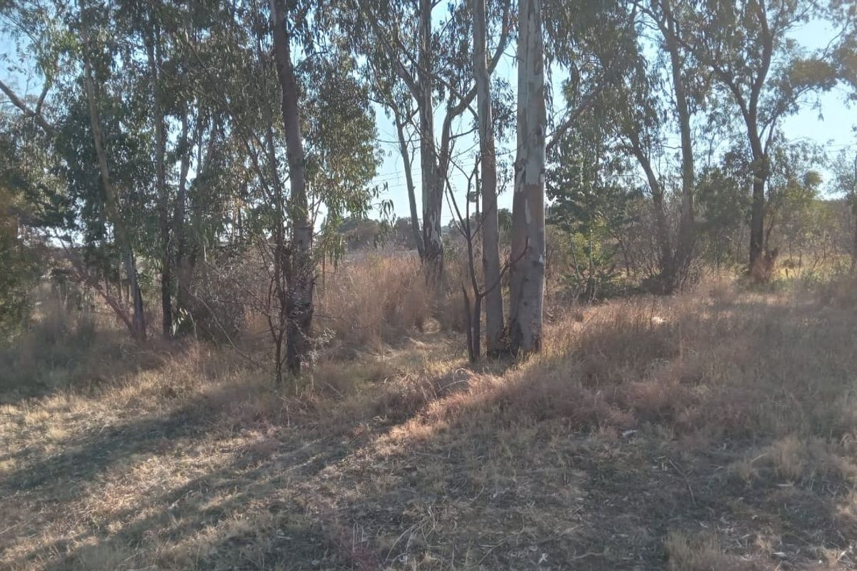A view of the vacant residential land featuring mature trees and natural dry grass vegetation.