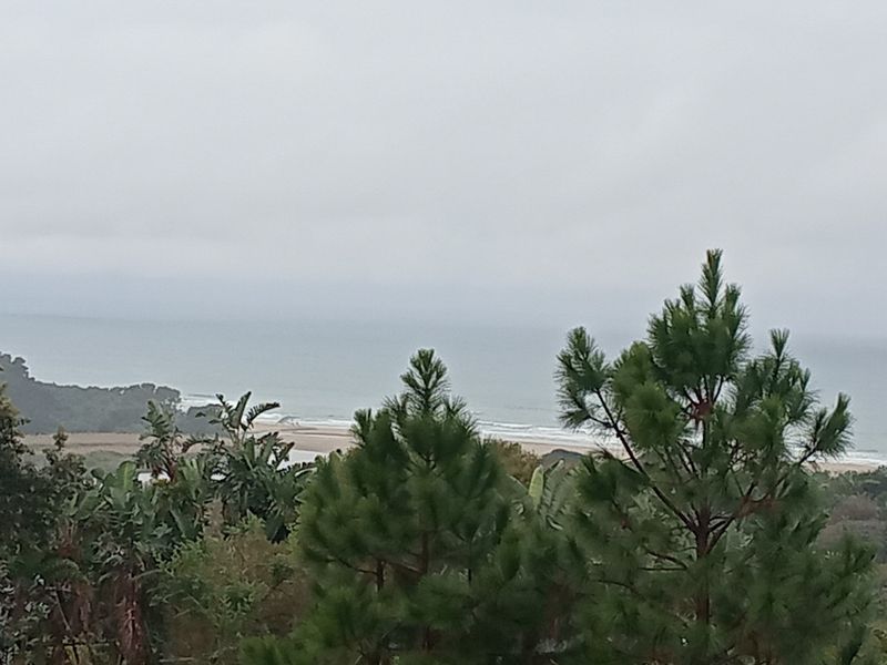 A scenic coastal view overlooking the ocean and sandy shoreline, framed by natural vegetation and pine trees.
