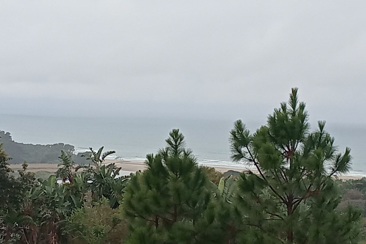 A scenic coastal view overlooking the ocean and sandy shoreline, framed by natural vegetation and pine trees.