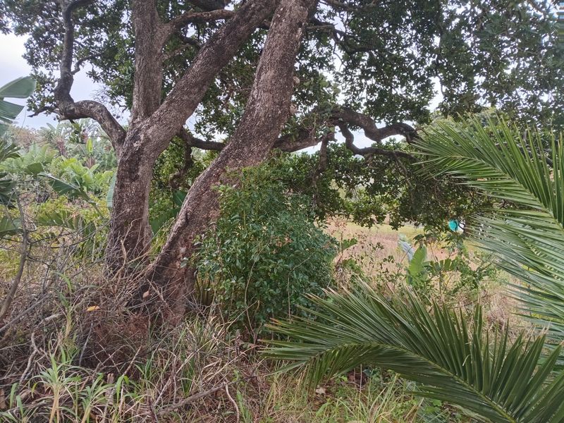 A view of the natural vegetation and mature trees on the vacant residential land plot.