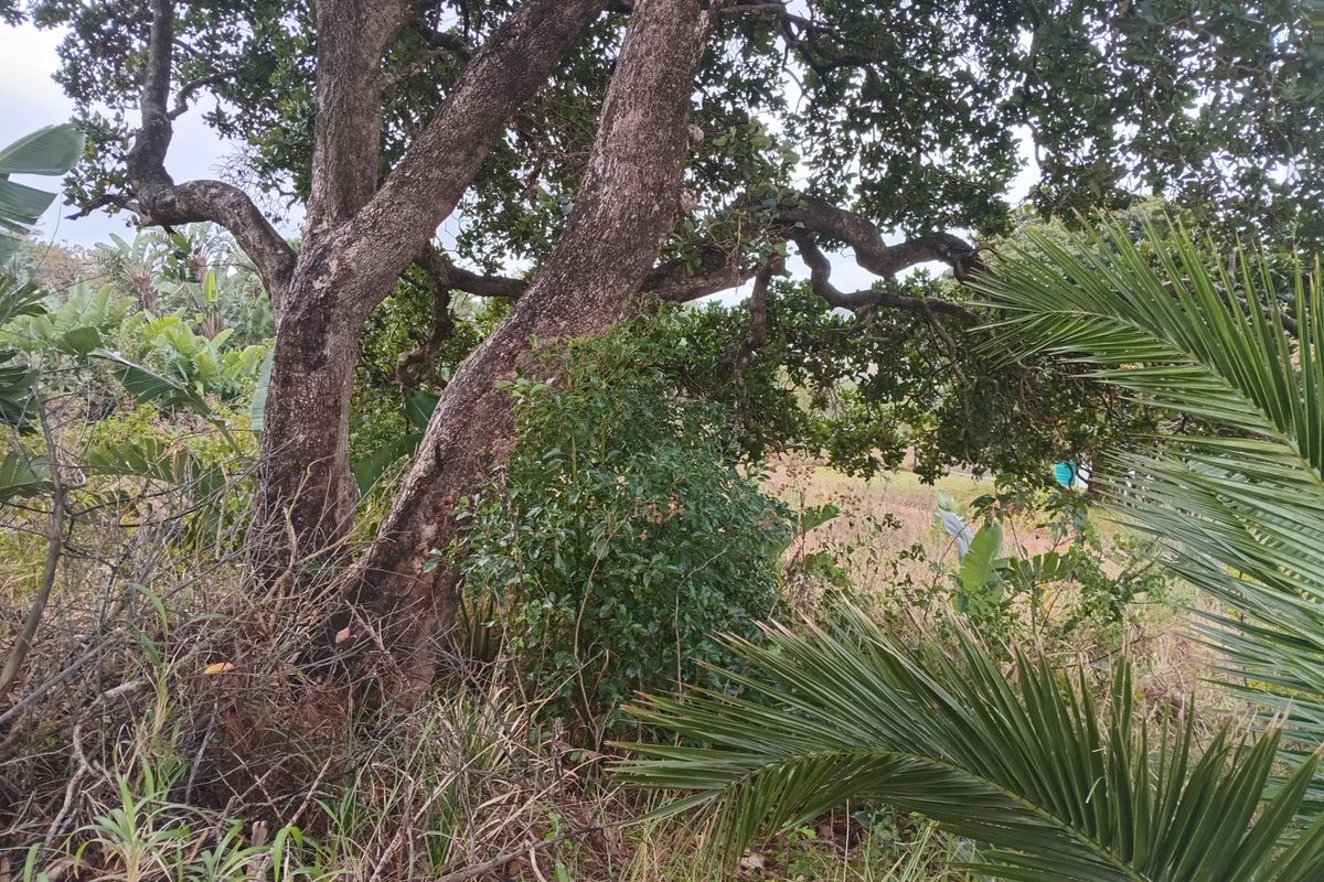 A view of the natural vegetation and mature trees on the vacant residential land plot.