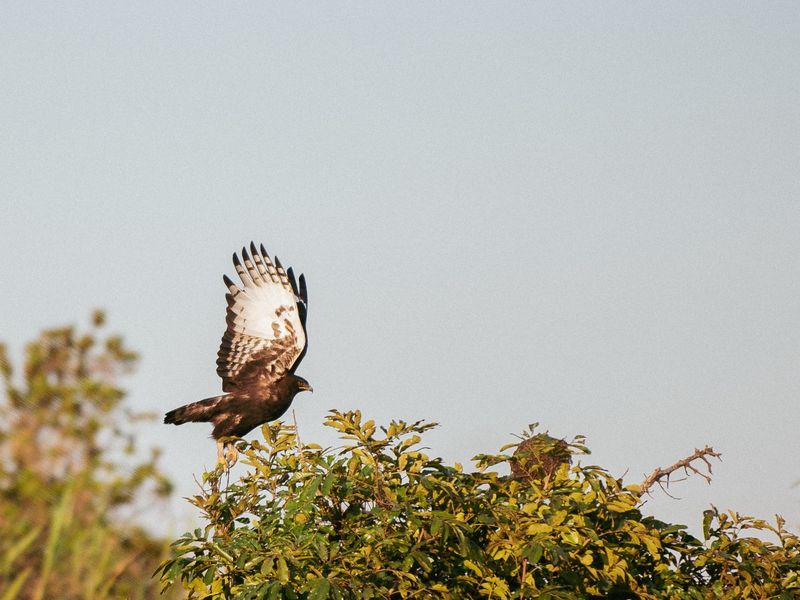 A photograph of a bird of prey in flight over natural vegetation on the property.