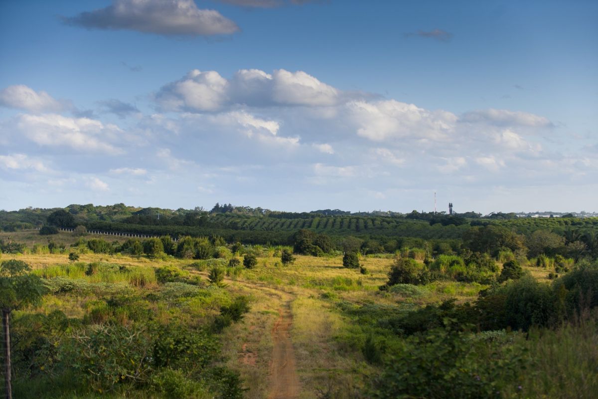 A scenic view of a vacant residential plot featuring a dirt track leading through natural vegetation and rolling landscape.