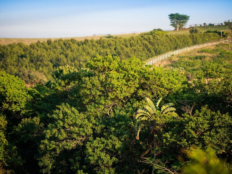 A scenic view of the natural landscape featuring lush green vegetation and distant fencing on the property boundary.