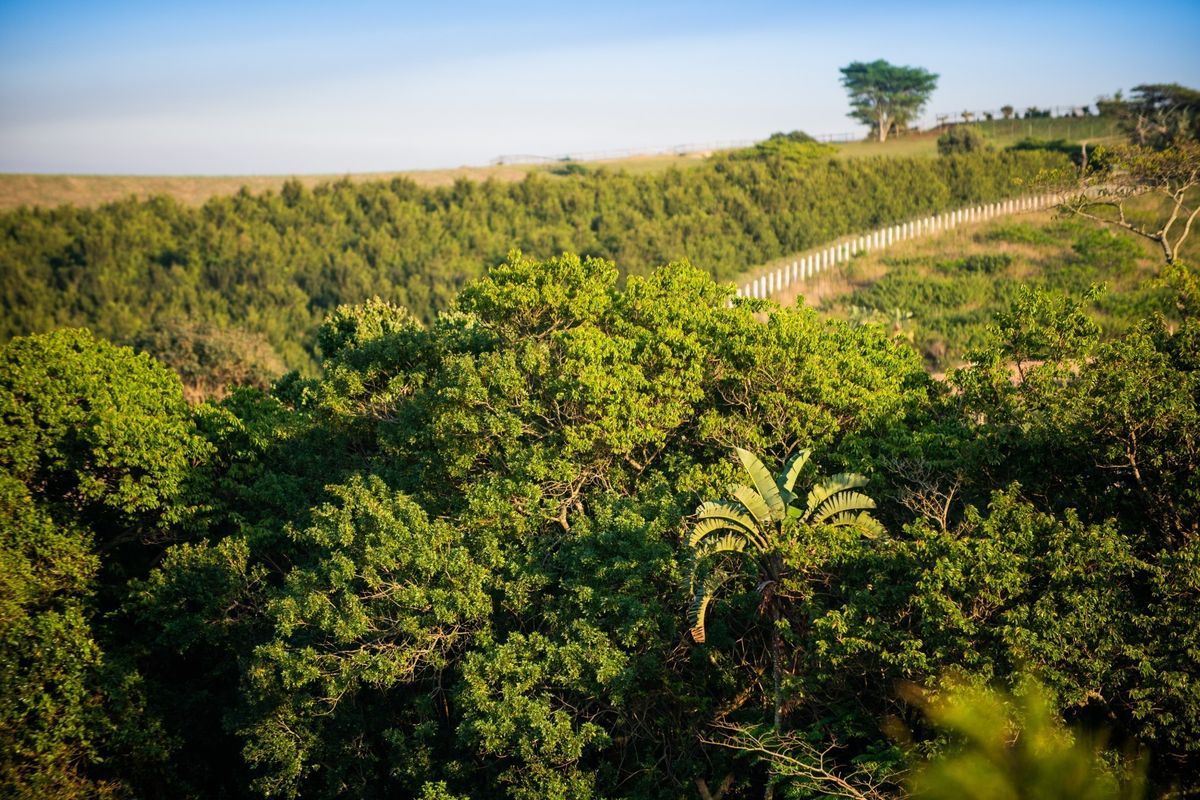 A scenic view of the natural landscape featuring lush green vegetation and distant fencing on the property boundary.