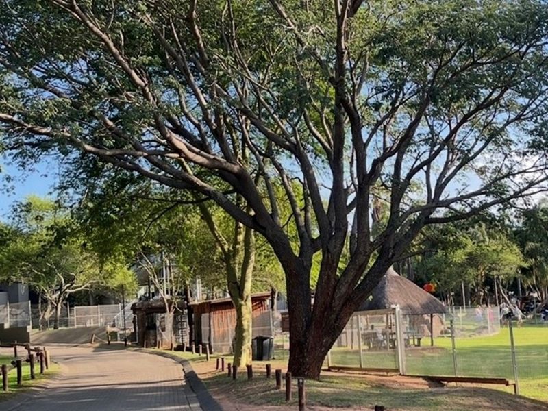 A well-maintained garden area featuring mature trees, a paved walkway, and a small thatched structure within a fenced residential setting.