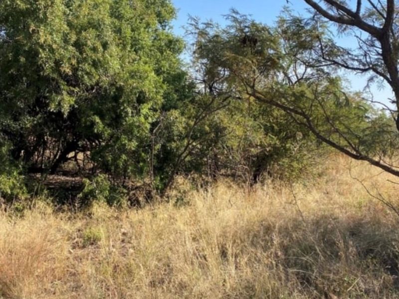 A view of the vacant residential land featuring natural vegetation, native trees, and wild grasses.
