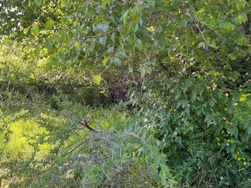 A view of the vacant residential land featuring dense natural vegetation and mature trees.