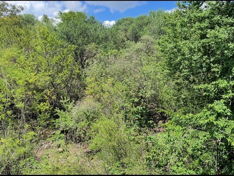 A view of a densely vegetated plot of land featuring mature trees and natural shrubbery.