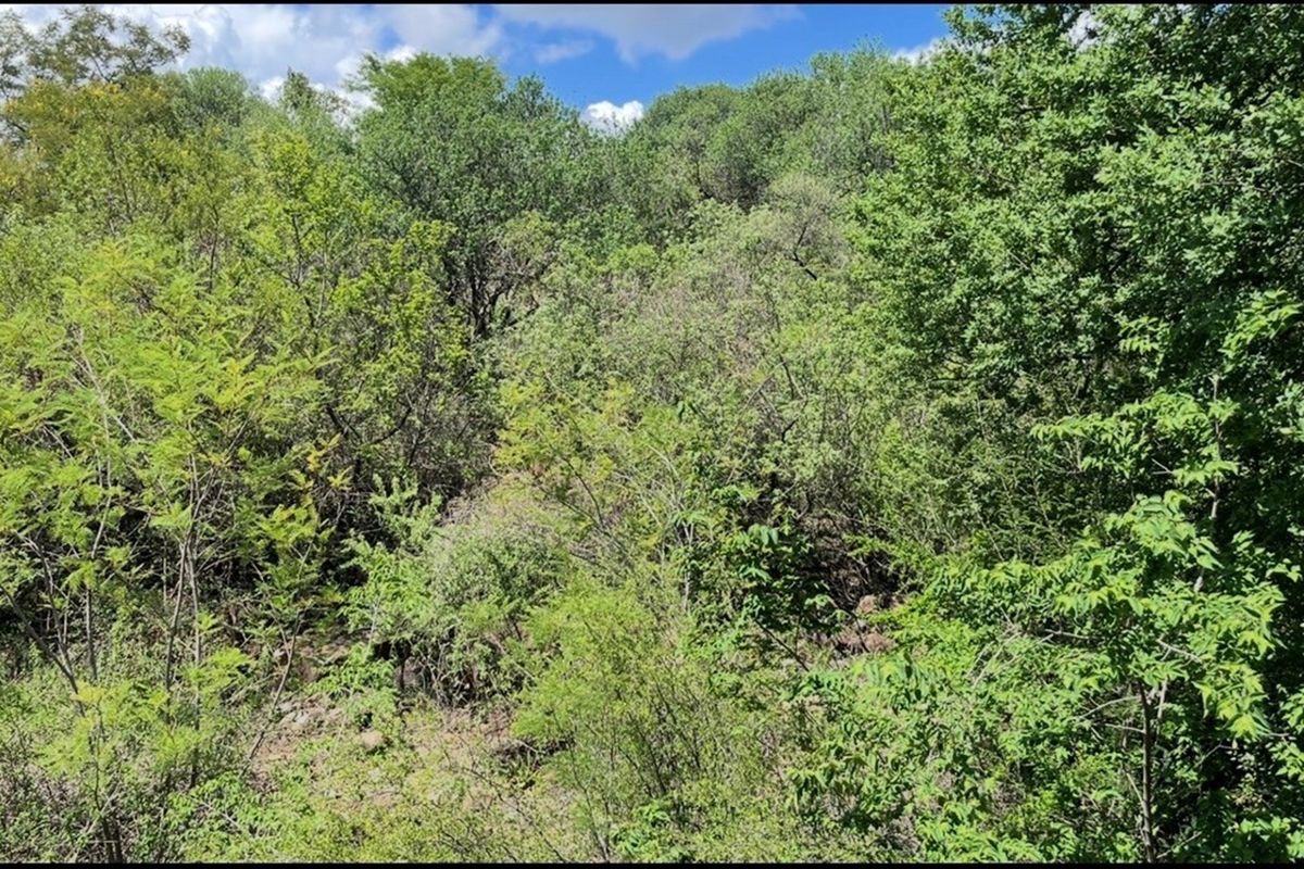A view of a densely vegetated plot of land featuring mature trees and natural shrubbery.