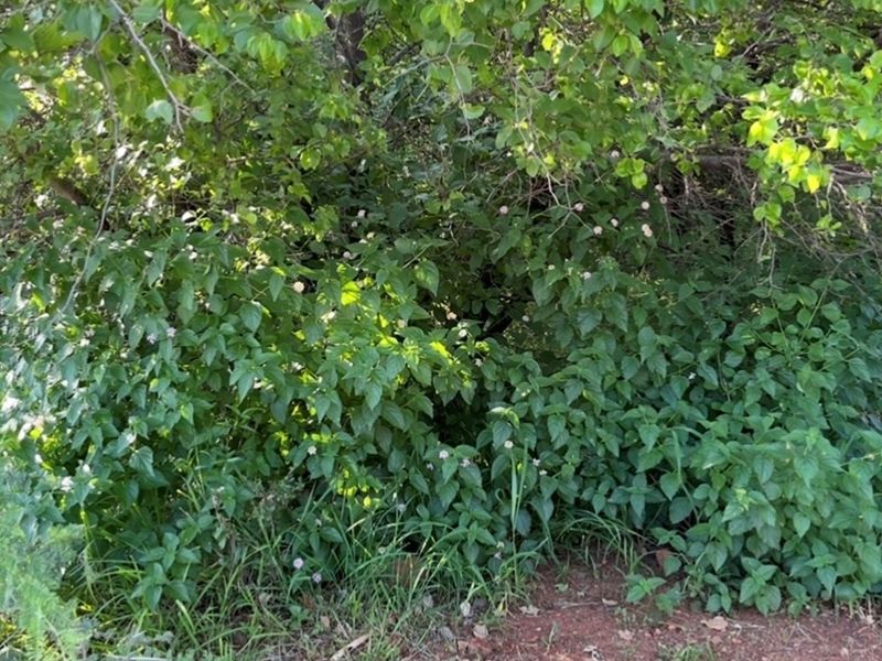 A view of dense, mature vegetation and shrubbery on the residential land plot.