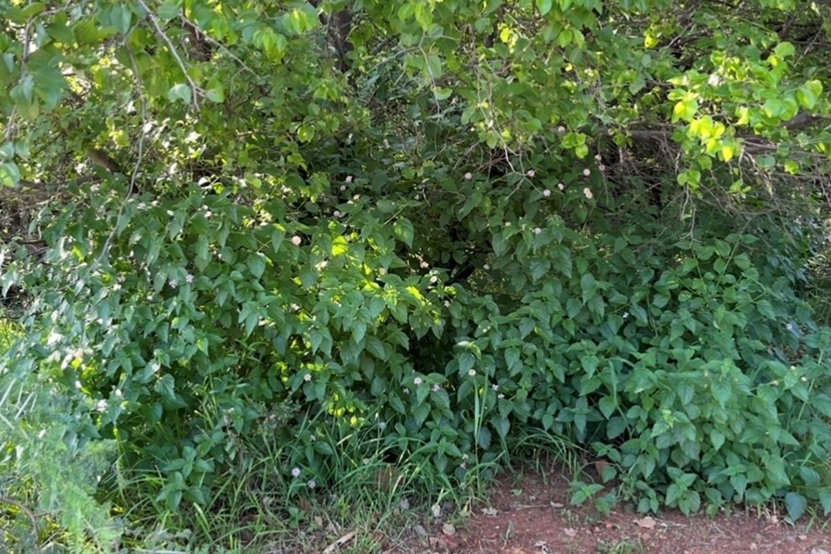 A view of dense, mature vegetation and shrubbery on the residential land plot.