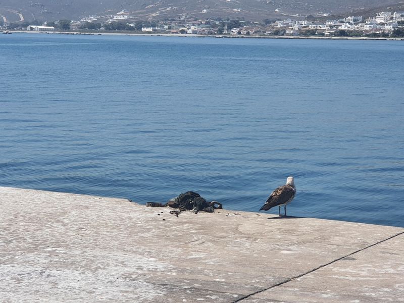 A scenic view overlooking the bay and distant coastal town, captured from a concrete waterfront area.