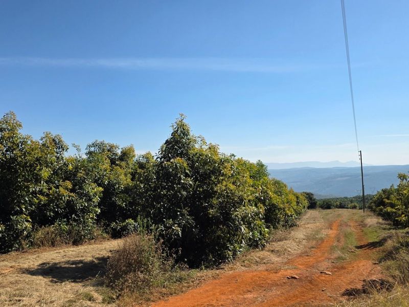 A scenic view of an established orchard on a farm, featuring a dirt access road and distant mountain landscape.
