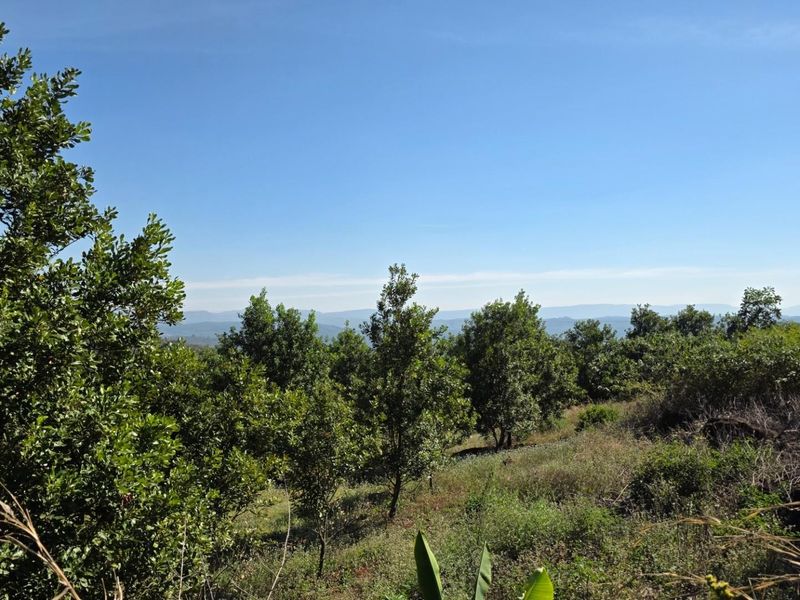 A scenic view of the farm landscape featuring mature trees and rolling hills under a clear blue sky.