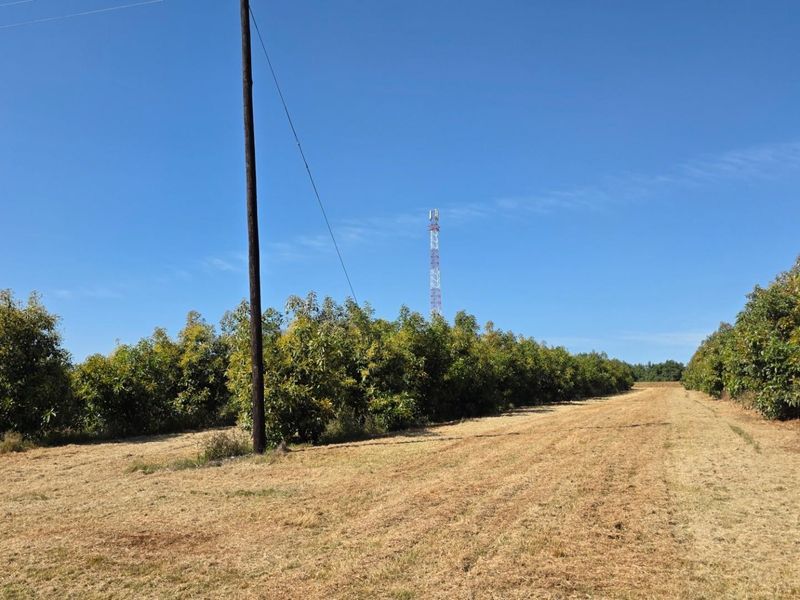 A view of the farm property featuring rows of orchard trees and a utility pole under a clear blue sky.