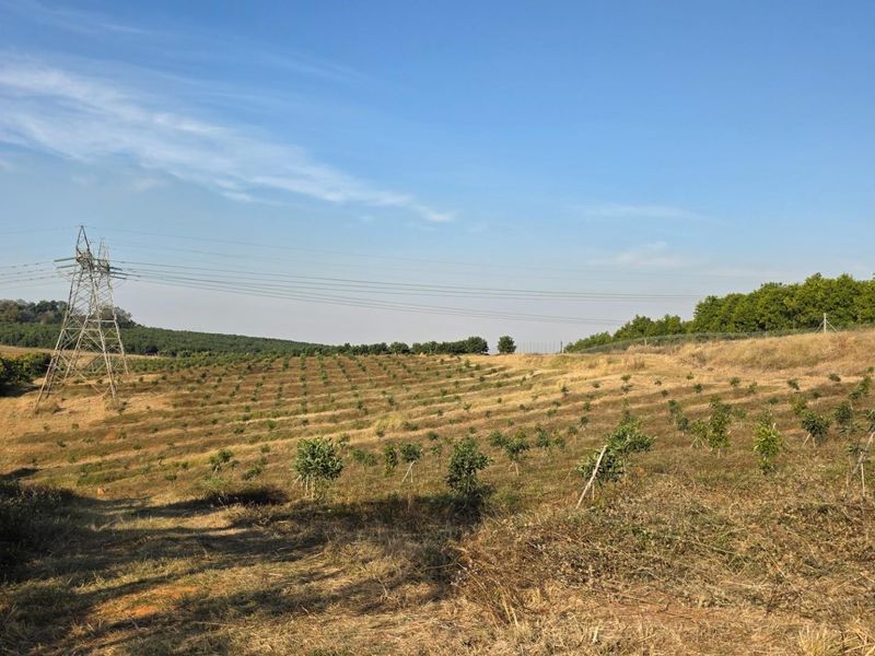 A wide-angle view of a large agricultural orchard with young trees planted in rows, featuring high-voltage power lines crossing the landscape.
