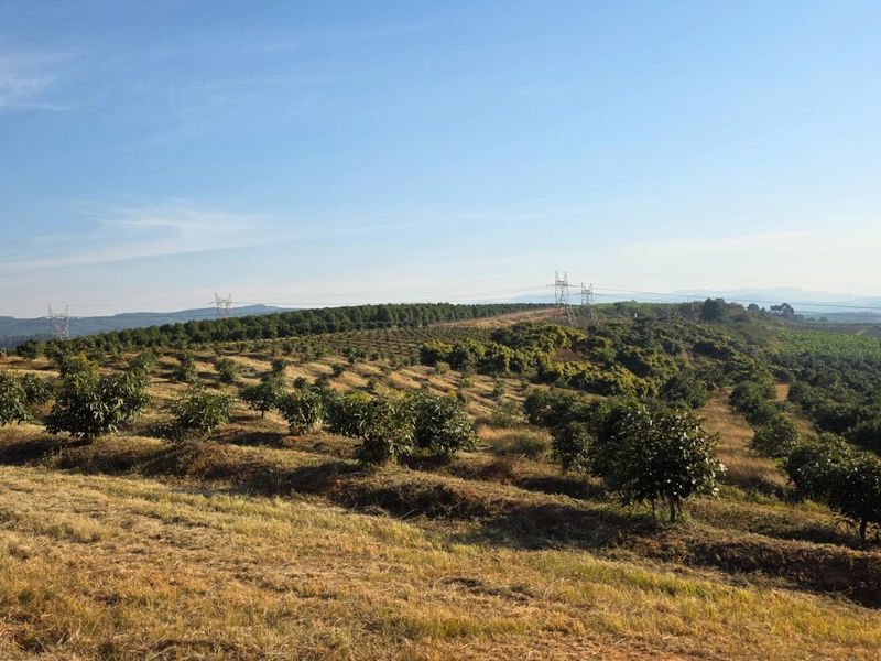 A wide-angle view of a large agricultural orchard landscape with rolling hills and visible power line infrastructure.