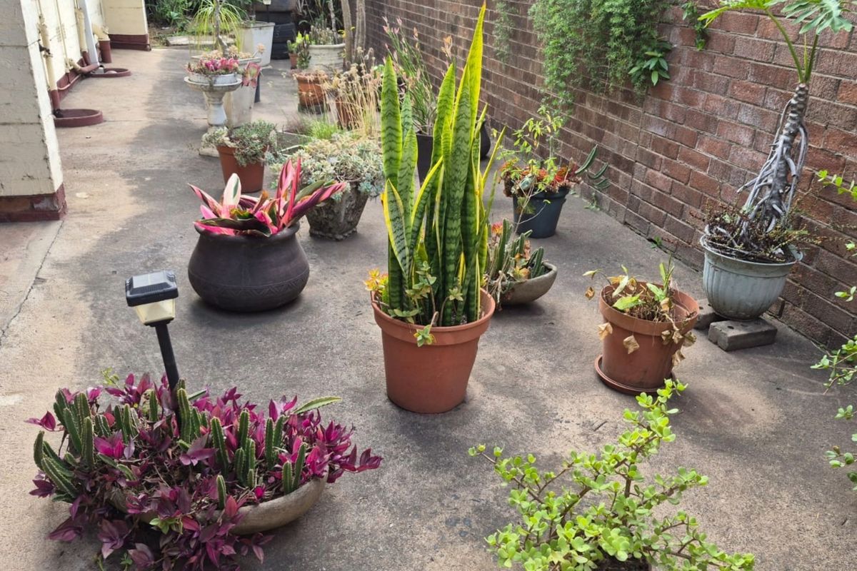 A rear exterior paved courtyard area featuring a brick boundary wall and concrete flooring, offering a blank canvas for outdoor landscaping or patio development.