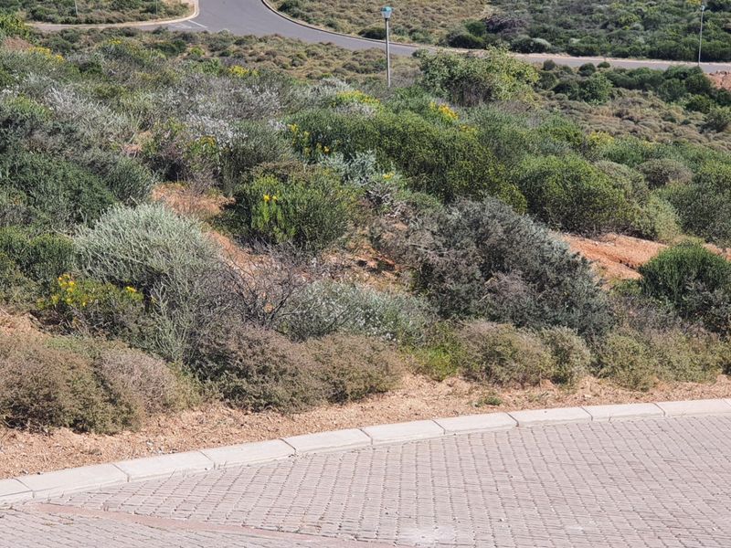 A view of a vacant residential plot featuring natural vegetation and a paved driveway with concrete curbing.