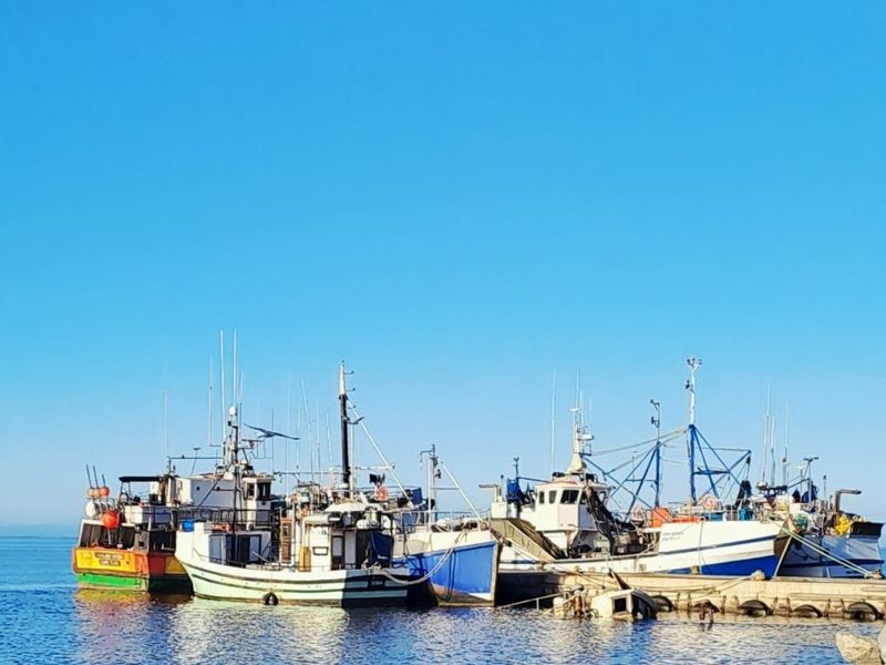 A scenic view of fishing boats docked at a harbor, showcasing the local maritime landscape and coastal surroundings.