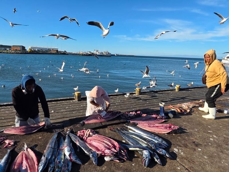 A view of a working pier or dock area with people processing fish near the water.