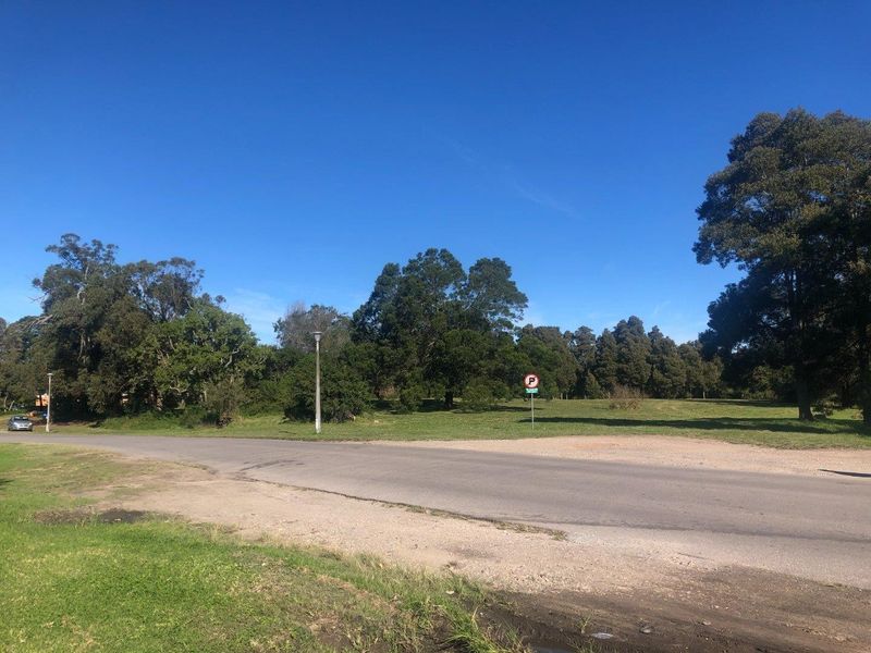 A view of the street frontage showing the vacant residential land, mature trees, and existing street infrastructure.