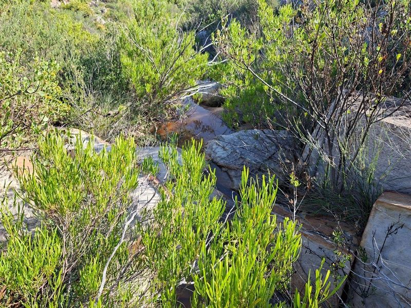 A natural landscape view featuring native vegetation, rock formations, and a small stream on the farm property.