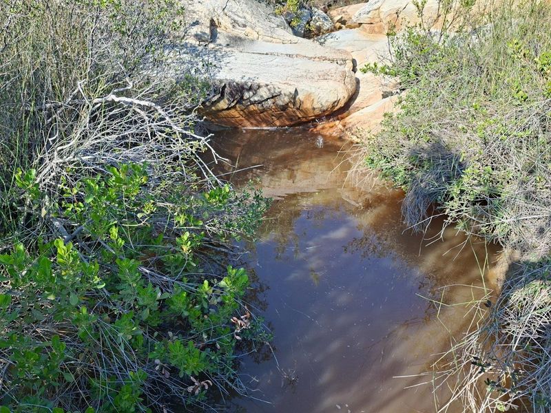 A natural landscape feature on the farm property, showcasing native vegetation and natural rock formations surrounding a small water pool.