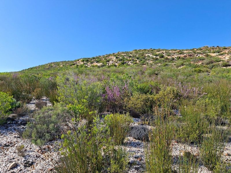A scenic view of the natural farm landscape featuring indigenous fynbos vegetation and rocky hillside terrain under a clear blue sky.