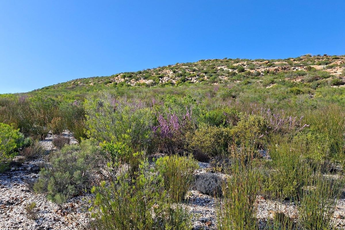 A scenic view of the natural farm landscape featuring indigenous fynbos vegetation and rocky hillside terrain under a clear blue sky.