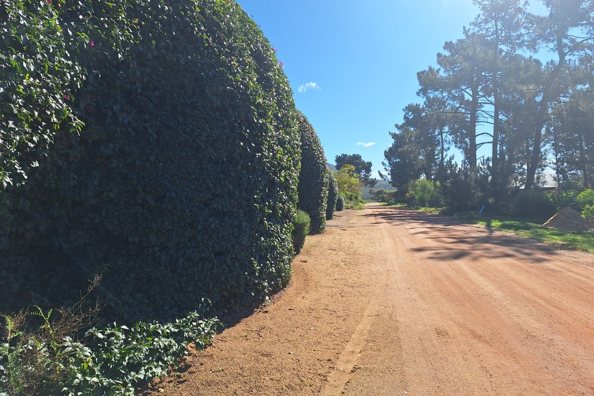 A view of an unpaved residential road lined with mature, well-maintained hedges and surrounding trees under a clear blue sky.